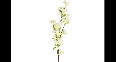Prunus wit