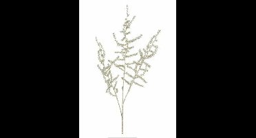 Asparagus metallic champagne