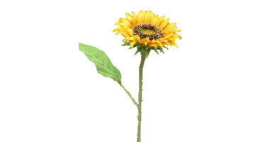 Sunflower Tuscany yellow small 42cm