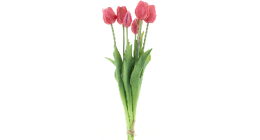Classic tulip bundle Sally x7 beauty 47cm