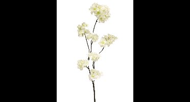 Prunus malaga spray wit 84cm