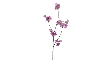 Prunus Malagaspray lavender 84cm