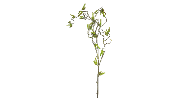 Willow twig spray lvs green 100cm