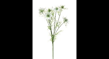 Nigella damascena creme 66cm