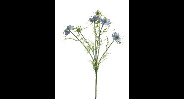 Nigella damascena blauw 66cm