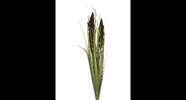 Cortaderia Monica bush purple 89cm