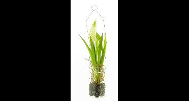Muscari in glazen pot met hanger crème 24cm