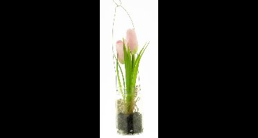 Tulip yara in glass pot w/hanger pink 24cm