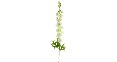 Delphinium Finn spray cream 85cm