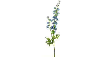 Delphinium Finn spray blue 85cm 12908