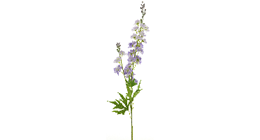 Delphinium Finn spray purple 85cm 12908