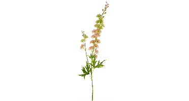 Delphinium Finn spray pink 85cm