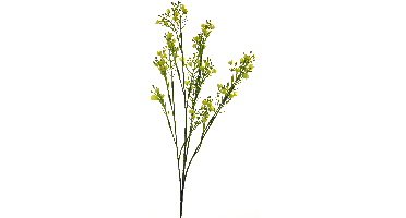 Star gypso spray yellow 72cm