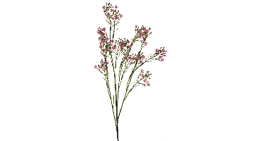 Star gypso spray pink 72cm