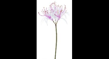 Nerine spray lavender 90cm