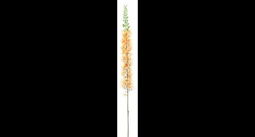 Eremurus spray orange 110cm