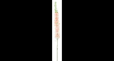Eremurus spray pink 110cm