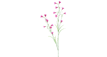 Campanula spray Reeva aubergine 105cm