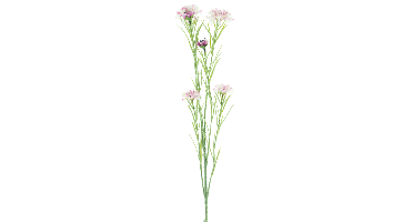 Centauria spray Yuki mauve 95cm