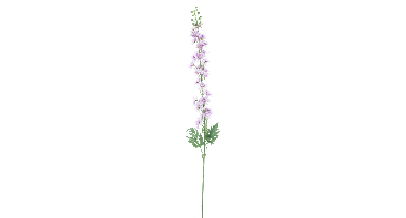 Delphinium akana purple 125cm