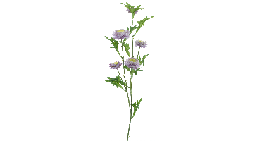 Bellis spray purple 82cm