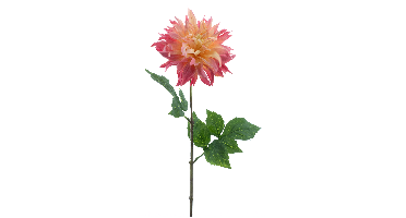 Dahlia spray Mumba cream/pink 63cm