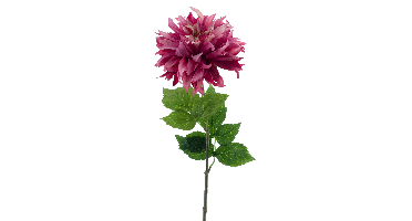 Dahlia spray Mumba beauty 63cm