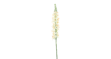 Eremurus spray cream 105cm
