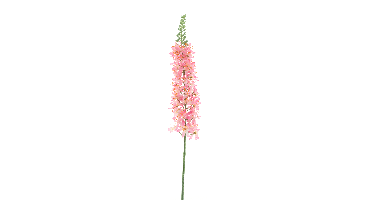 Eremurus spray pink 105cm