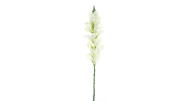 Anthirrinum spray white 98cm
