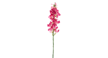 Anthirrinum spray fuchsia 98cm