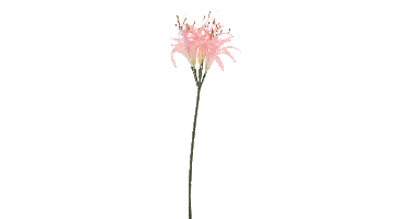Nerine spray pink 91cm