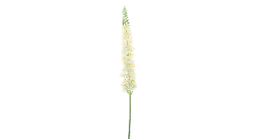 Lupinus spray cream 109cm