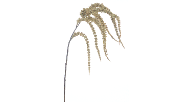 Nova Nature Amaranthus spray cream 102cm