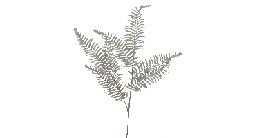 Nova Nature Boston fern spray green 76cm