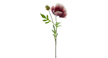 Poppy spray newwave beauty 82cm