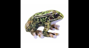 Knuffeldier Kikker - Giftige boomkikkers - premium kwaliteit knuffels - groen - 24 cm