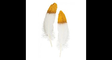 Ganzenveer/sierveer - 10x stuks - wit met goud - 18-22 cm - decoratie/hobbymateriaal