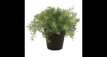 Kunstplant Asparagus - groen - in zwarte pot - 25 cm
