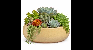 Mica Decorations plantenpot schaal Venice - beige - terracotta - D34 x H16.5 cm
