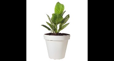 Pro Garden Bloempot - wit - rond - D25 cm - kunststof - plantenpot - tuin buiten