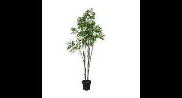 Kunstplant Cassia Glauca wit L