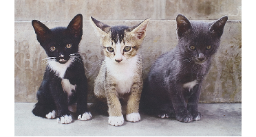 Deurmat katten / Esschert Design