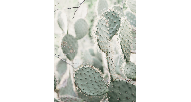 Cactus - Mini Poster (937)