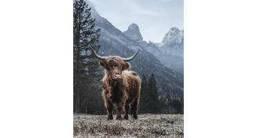 Highland Cow - Mini Poster (934)