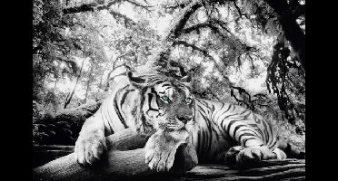 Tiger Is Watching You - Maxi Poster (689F)