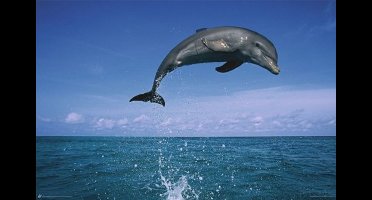 Springende Dolfijn - Maxi Poster (659)