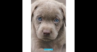 Keith Kimberlin: Puppies Blue Eyes - Maxi Poster (B-621)