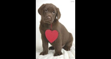 Rachael Hale: Corby - Maxi Poster (C-740)