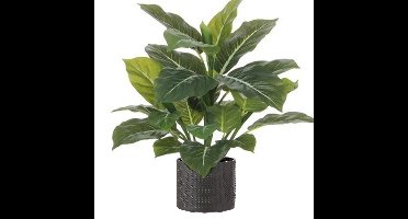 Mica Decorations Kunstplant Aroskelk - H49 cm - bloempot antraciet